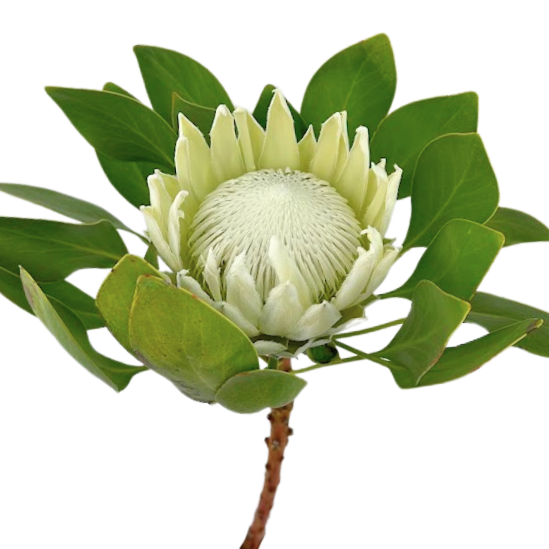 King Protea White