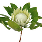 King Protea White (15 stems)