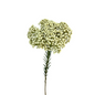 RICE FLOWER WHITE (10 STEM BUNCH)