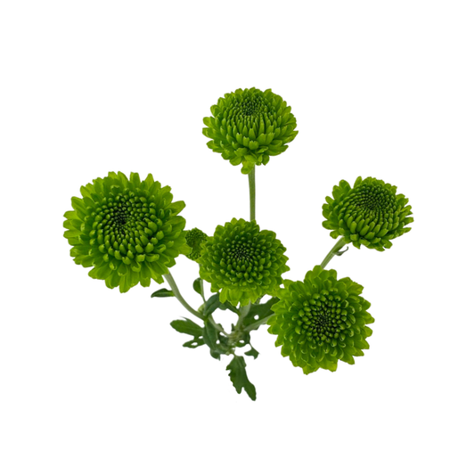 POM BUTTON GREEN (7 STEM BUNCH)