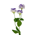 Lisianthus Bicolor White Purple