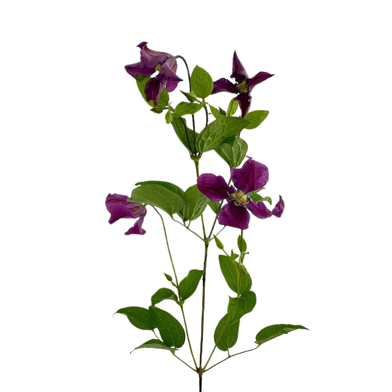 Clematis Pink