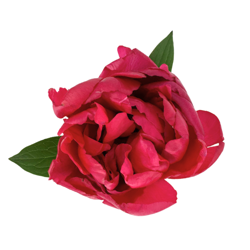 Peony Hot Pink (5 stems)