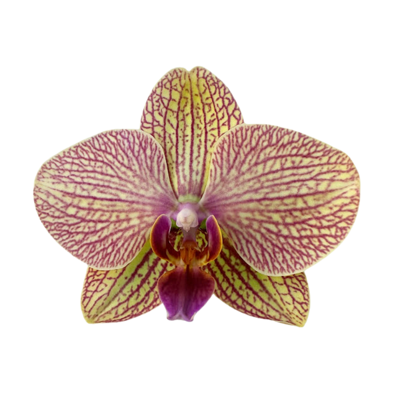 Orchid Phalaenopsis Plant Peach Bicolor