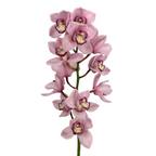 Orchid Cymbidium Light Pink (Stem)