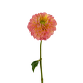 Dahlia Peach (5 Stems)