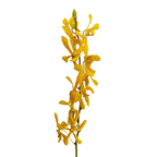 Orchid Mokara Yellow Twilight