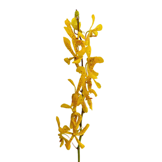 Orchid Mokara Yellow Twilight