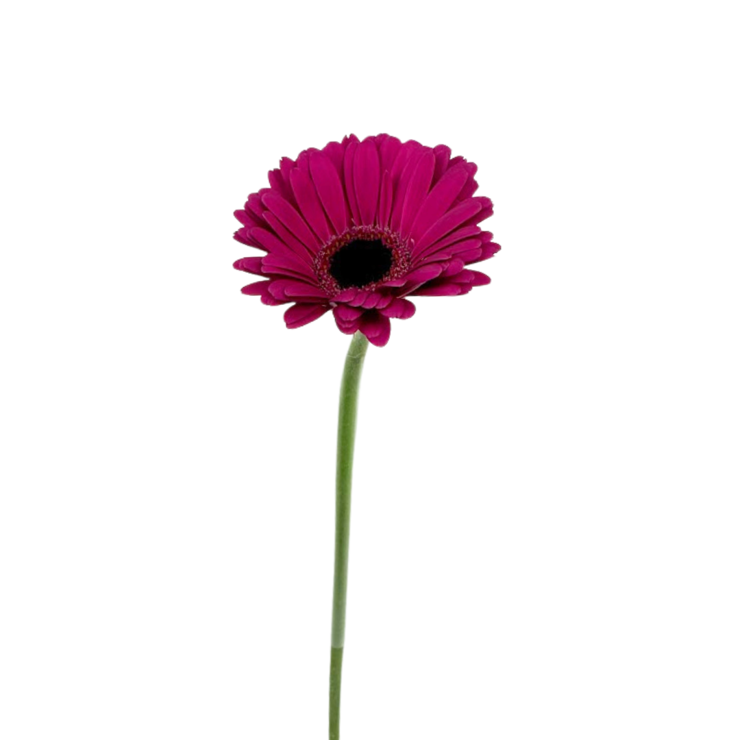 MINI GERBERA HOT PINK (10 STEM BUNCH)