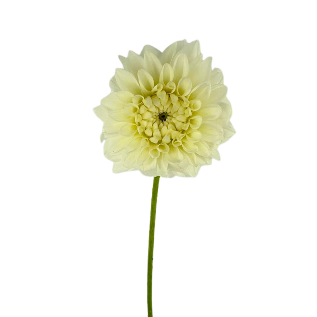 Dahlia White (5 Stems)