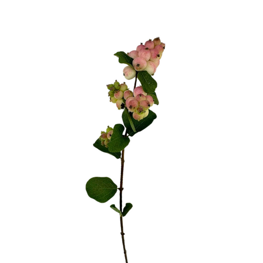 Snowberry Blush