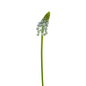 Muscari Light Blue (10 stem bunch)