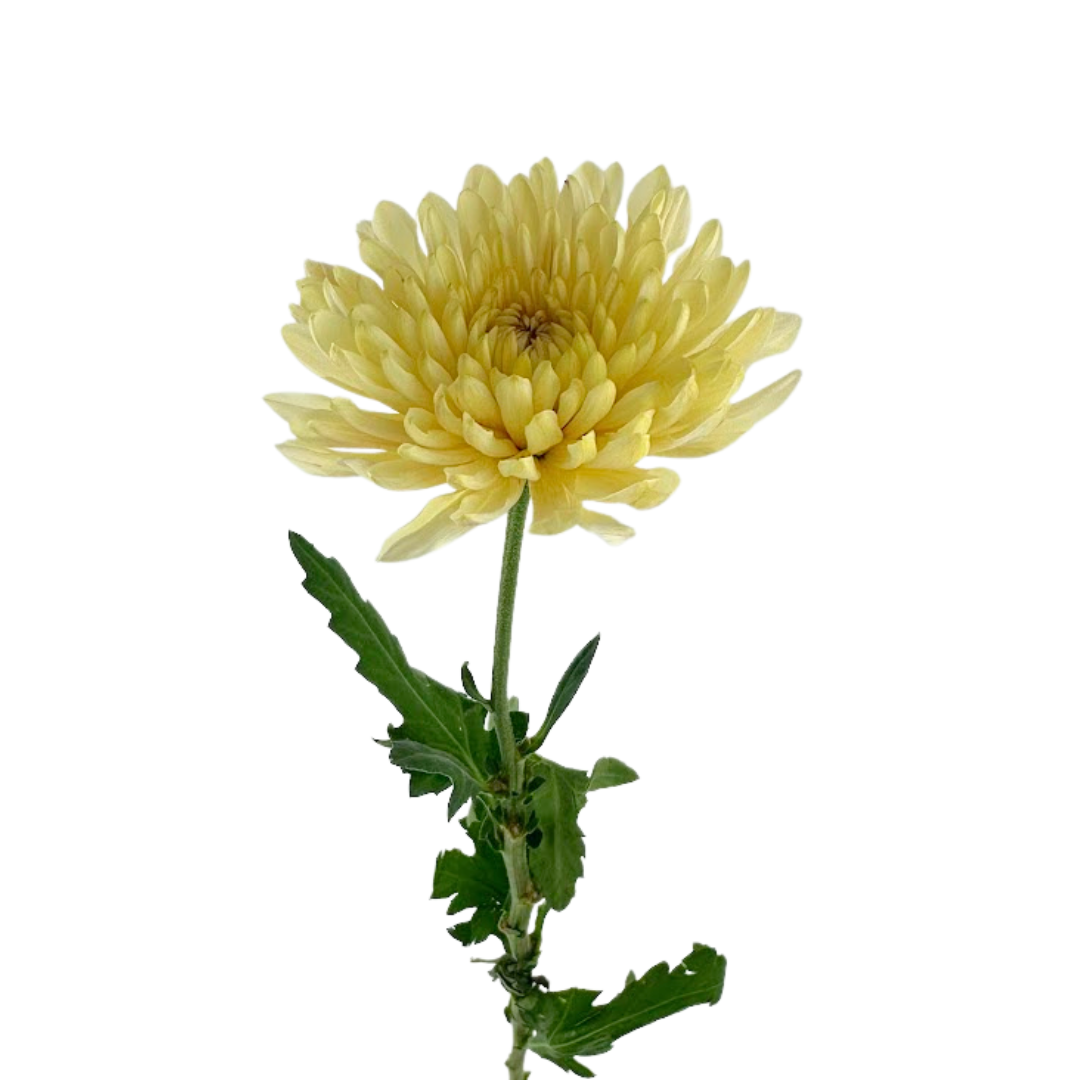 Chrysanthemum Cremone Cream