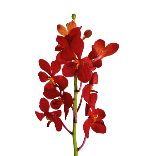 Orchid Mokara Red