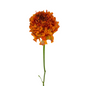 Ranunculus Pom Garfield (10 stem bunch)