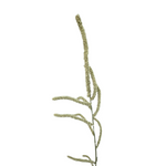 Amaranthus Upright Cream