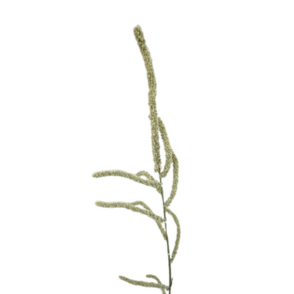 Amaranthus - Upright, Cream 10st/bu
