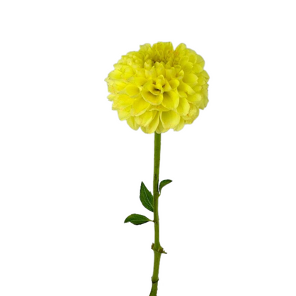 Dahlia Yellow Ball (5 stem bunch)