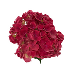 Hydrangea Hot Pink Magical (Single Stem)