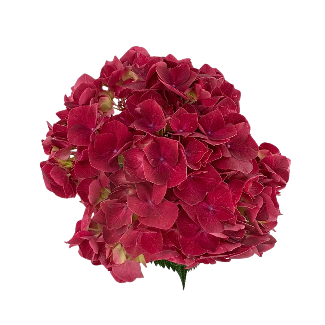 Hydrangea Hot Pink Magical (Single Stem)