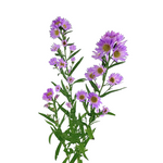 Aster Lavender (Bunch)