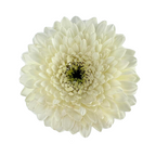 Gerbera Gerrondo White