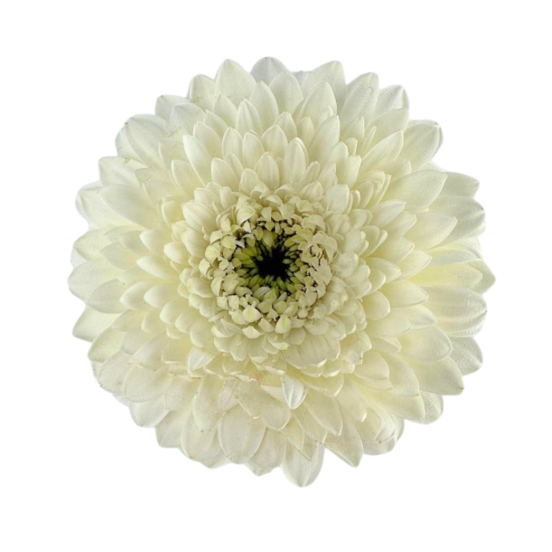 Gerbera Gerrondo White
