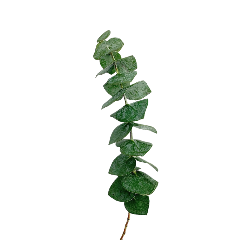 Eucalyptus Baby Blue (10 stems)