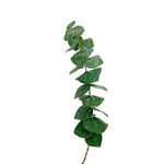 Eucalyptus Baby Blue (10 stems)