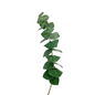 Eucalyptus Baby Blue (10 stem bunch)
