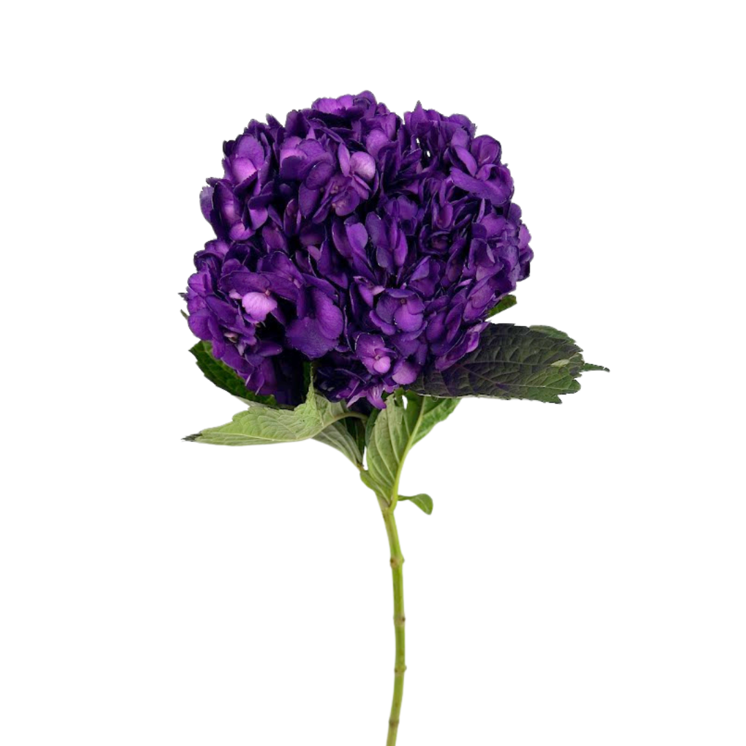 Hydrangea Tinted Dark Purple