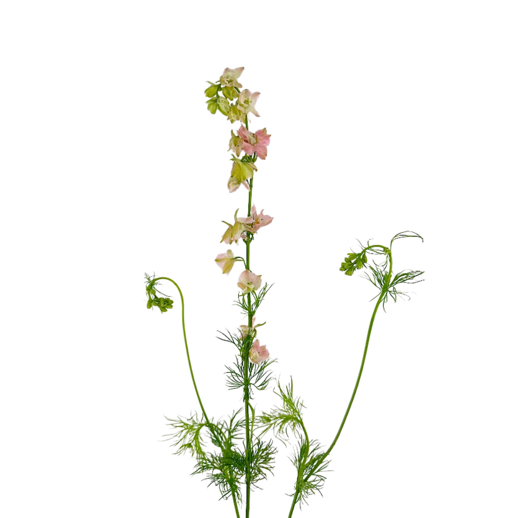 Larkspur Pink (10 stems)