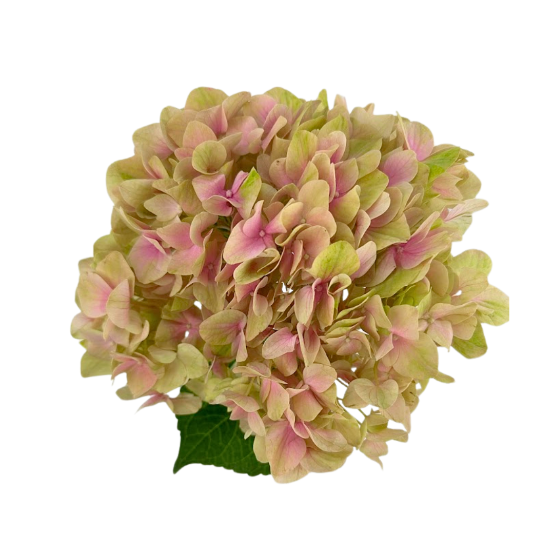 Hydrangea Magical Pink (Single Stem)