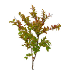 Huckleberry Red (10 Stems)