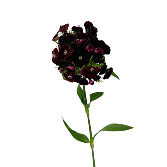 Dianthus Burgundy (10 Stems)