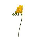 Freesia Yellow