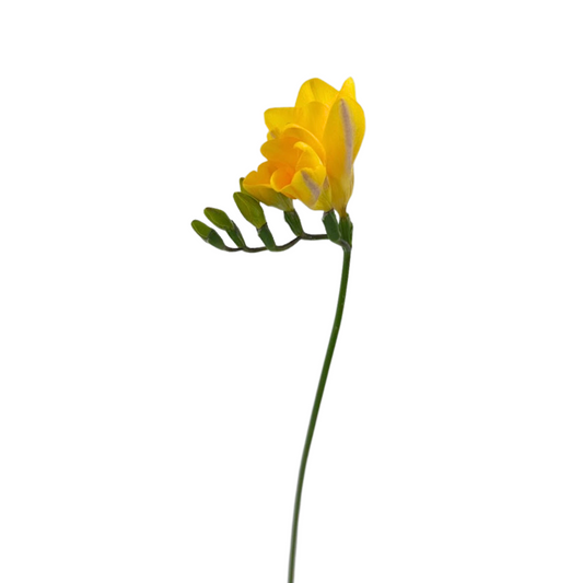 Freesia Yellow