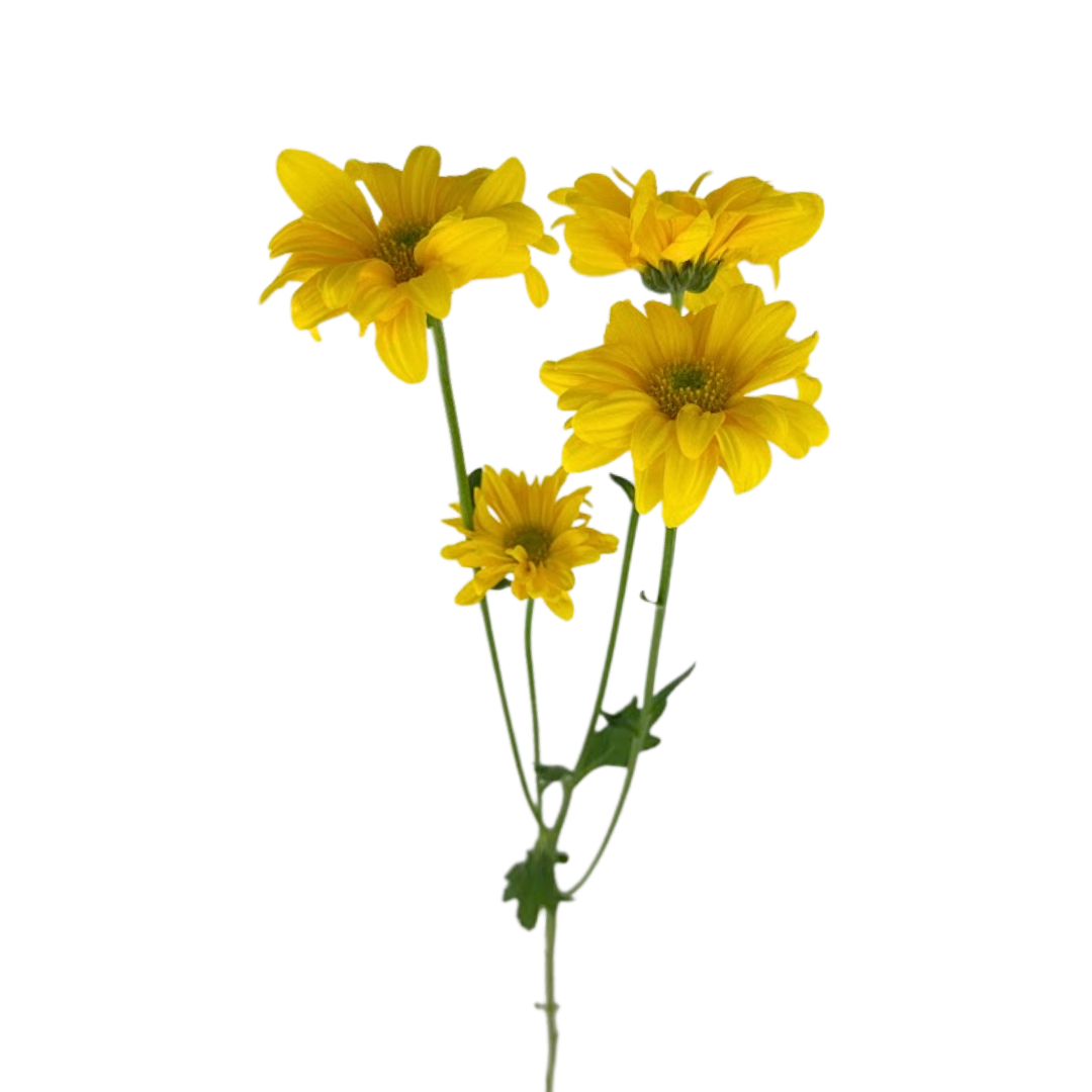 Pompom Daisy Yellow (7 stems)