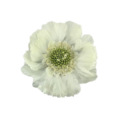 Scabiosa Fama White (10 stem bunch)