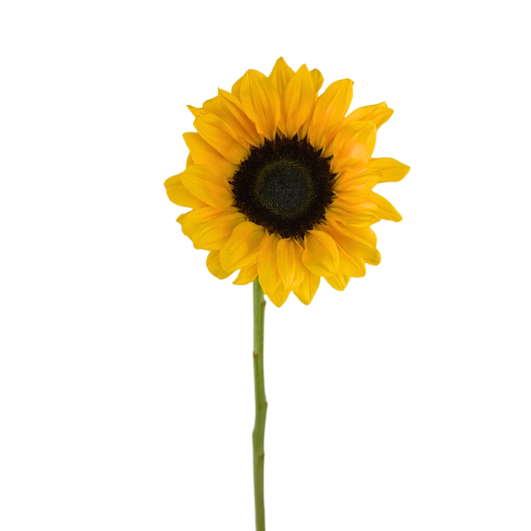 Sunflower Dark Center (5 stems)