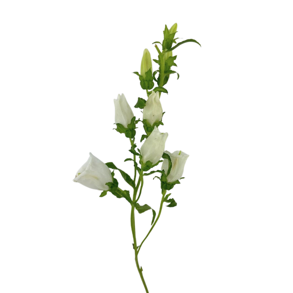 Campanula White (5 Stems)