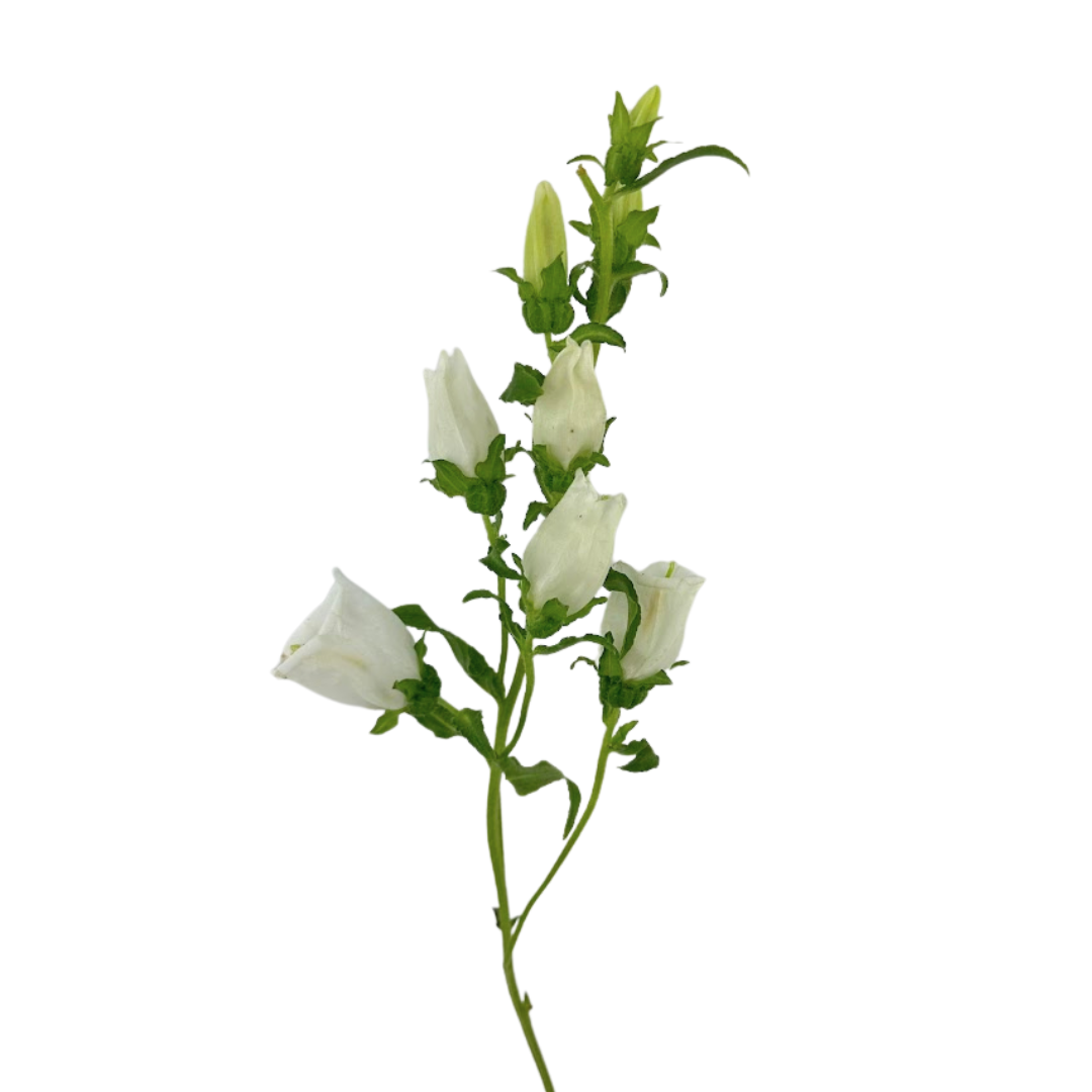 Campanula White (5 Stems)