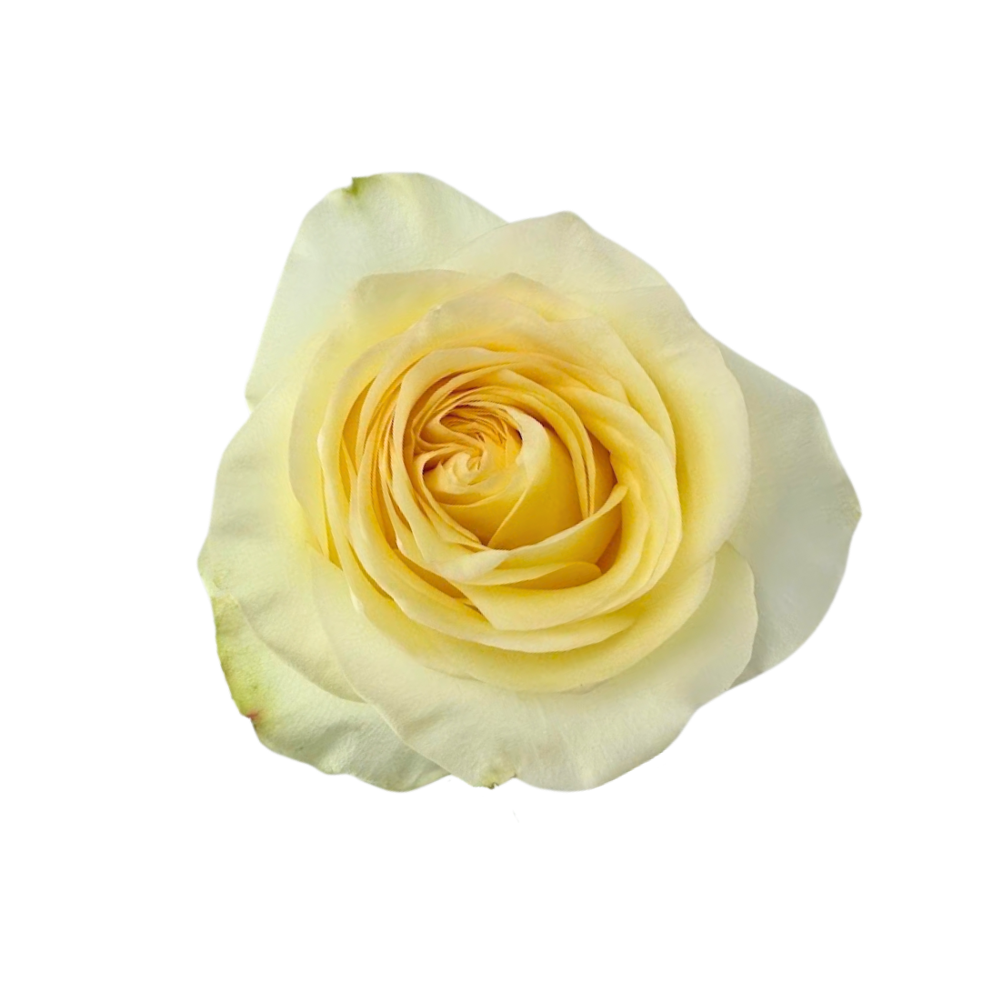 GARDEN ROSE PALE YELLOW ANTONIA (25 STEM BUNCH)