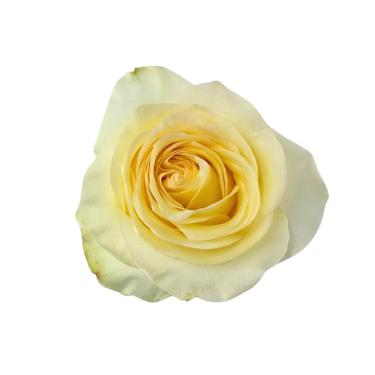GARDEN ROSE PALE YELLOW ANTONIA (25 STEM BUNCH)
