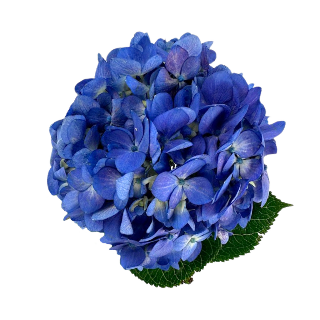 Hydrangea Dark Blue Berry Select (Single Stem)