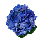 Hydrangea Dark Blue Berry Select (Single Stem)