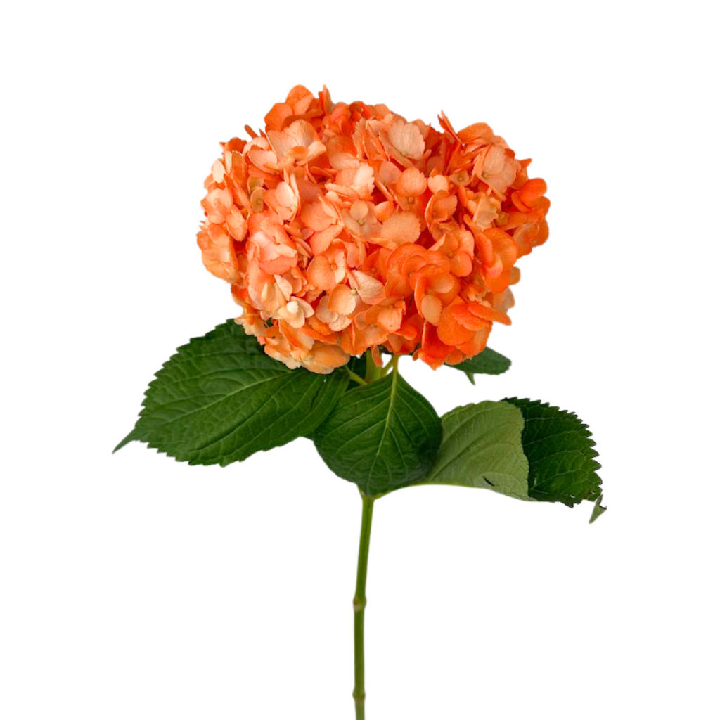 Hydrangea Tinted Orange