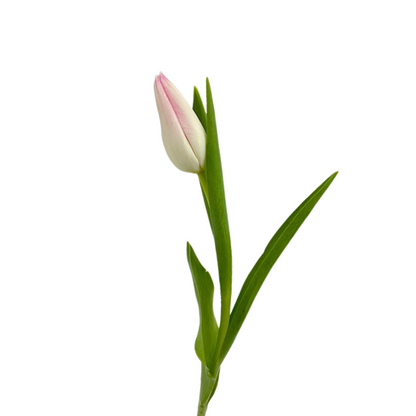 Tulip Blush (10 stem bunch)