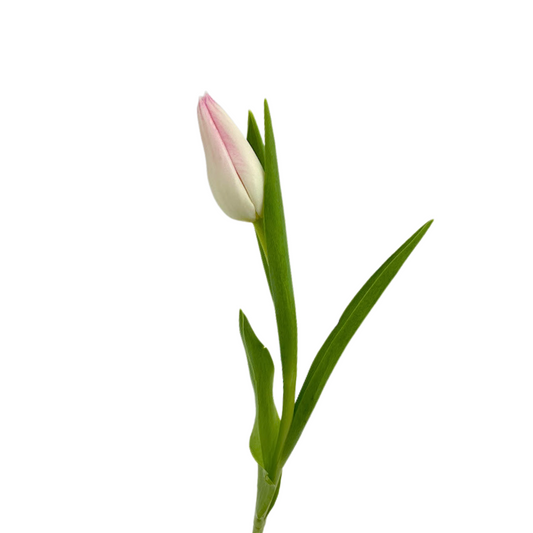 Tulips Blush (10 stems)