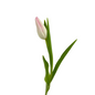 Tulip Blush (10 stem bunch)